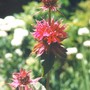 monarda (Monarda fistulosa (Beebalm))