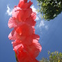 gladioli