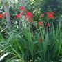crocosmia