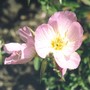 showy pink evening primrose (oenothera speciosa rosea)