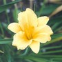 daylily (hemerocallis)