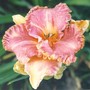 daylily (hemerocallis)