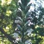 acanthus mollis