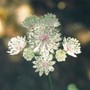 astrantia (Astrantia major (Masterwort))