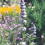 Giant Hyssop (agastache)