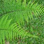 Fern