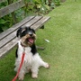 Summer_garden_2008__finn_and_popps_107