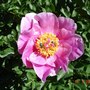 Peony from Sprout to Flower, 19th May 2006 (6 of 8) (Paeonia)