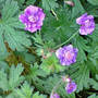 Geranium pratense