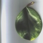 Unknown houseplant (Unknown)