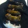 5 new puppys!!