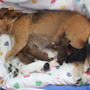 ruby with her brood!