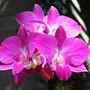Orchid