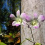 Orchid