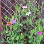 Sweet Peas