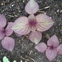 Unknown Plants