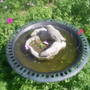bird bath back garden