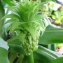 Pinapple lily (Eucomis e.bicolour)