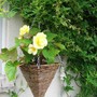 Niagra Yellow Begonias  (Begonia)
