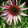 Coneflower (Echinacea Purpurea)