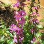Lythrum