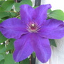 Clematis
