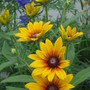 Blackeyed Susan and delphinium (rudbeckia)