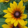 Blackeyed Susan (rudbeckia)