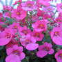Dianthus