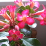 Picture_741