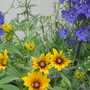 Blackeyed Susan and delphinium (rudbeckia)