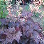 Heuchera