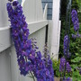 delphinium (Delphinium)