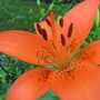 close up of orange lily (lilium)