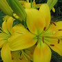 yellow lily (lilium)