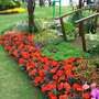 Tatton Park 2008 - RHS flower show