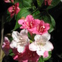 weigela (Weigela florida (Weigela))