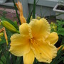 daylily (hemerocallis)