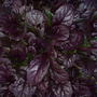 DSC00075.jpg (Ajuga reptans (Bugle))