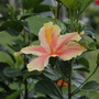 Hotel Hibiscus