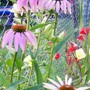 Cone Flower Pinky purple (Echinacea purpurea)