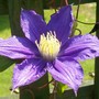 Clematis 'Beauty of Worcester' (Clematis)