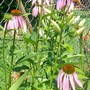 Cone Flower in its glory (Echinacea purpurea)