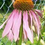 Cone Flower (Echinacea purpurea)