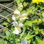 beautiful bunnies (Antirrhinum)