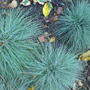 DSC00064.jpg (Fetuca glauca 'Elijah Blue')
