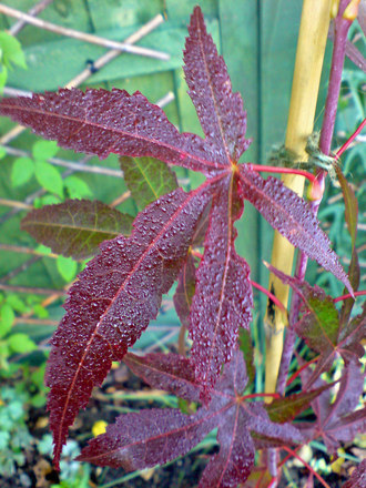 acer palmatum 'bloodgood' (Acer palmatum)