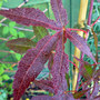 acer palmatum 'bloodgood' (Acer palmatum)