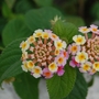 Tiny flowers (Lantana camara)