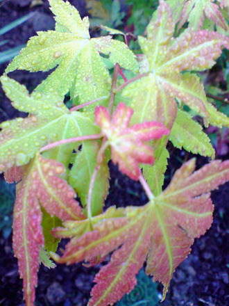 acer palmatum 'sango-kaku' (Acer palmatum)